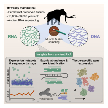 CellCellPress's tweet card. Ancient RNA profiles from Late Pleistocene woolly mammoths were sequenced from permafrost-preserved mummified tissues, revealing tissue-specific transcriptional functions and gene expression regula...