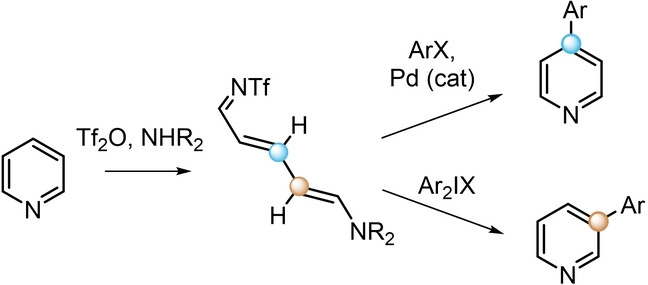 angew_chem's tweet card. Arylation of pyridines is possible through ring-opened Zincke imines. A Pd-catalyzed Heck-type process is selective for the C4 position, while a metal-free arylation using an iodonium salt addresses...