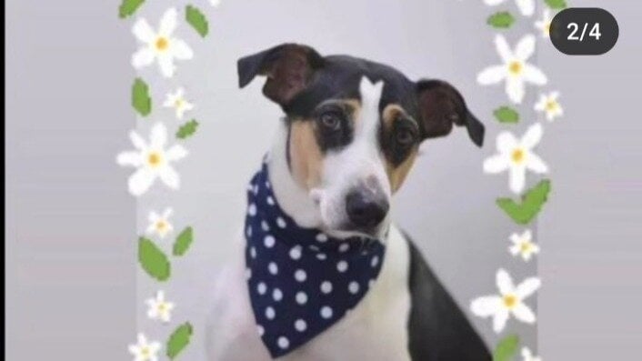 meshram_rushabh's tweet card. Change penalty and charges for animal abuse