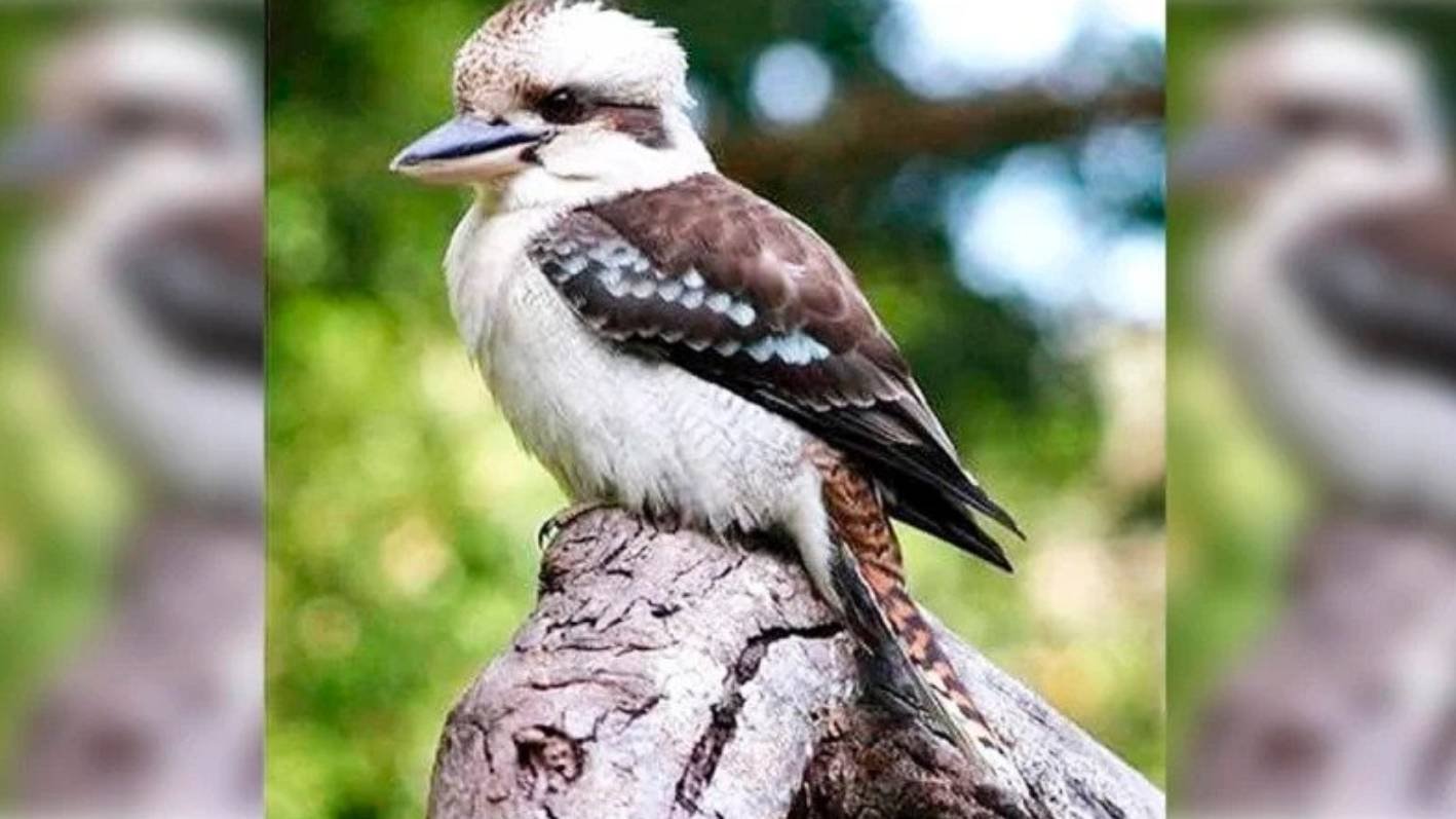 RIPAWAW's tweet card. Australia needs an Animal Abuse Registry for offenders