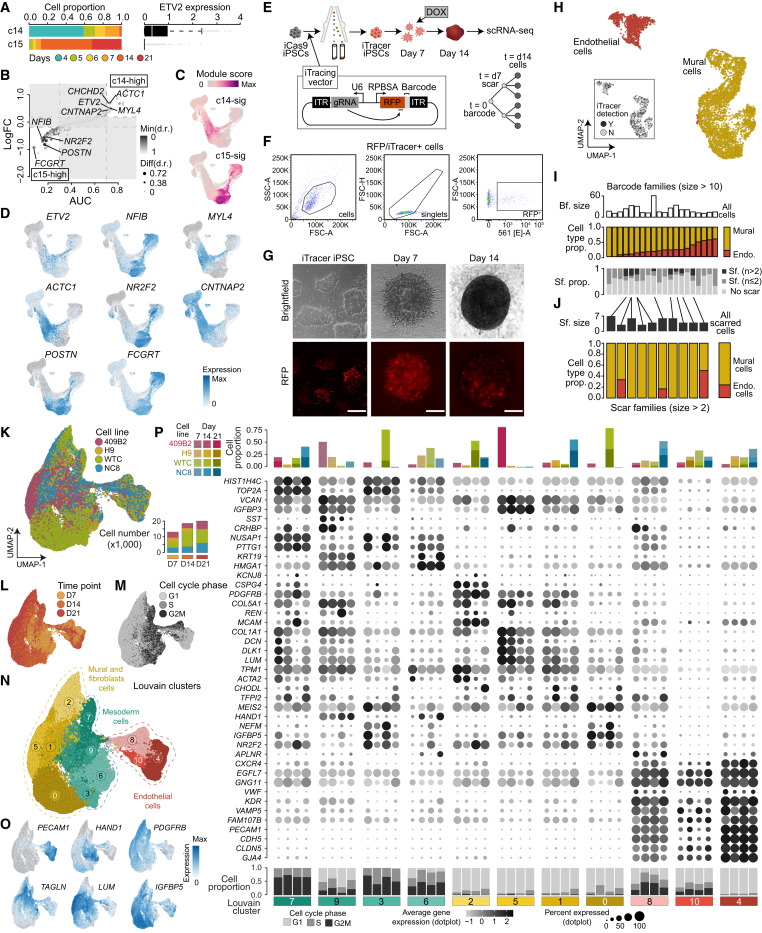 CellCellPress's tweet card. (Cell 188, 3329–3348.e1–e18; June 12, 2025)