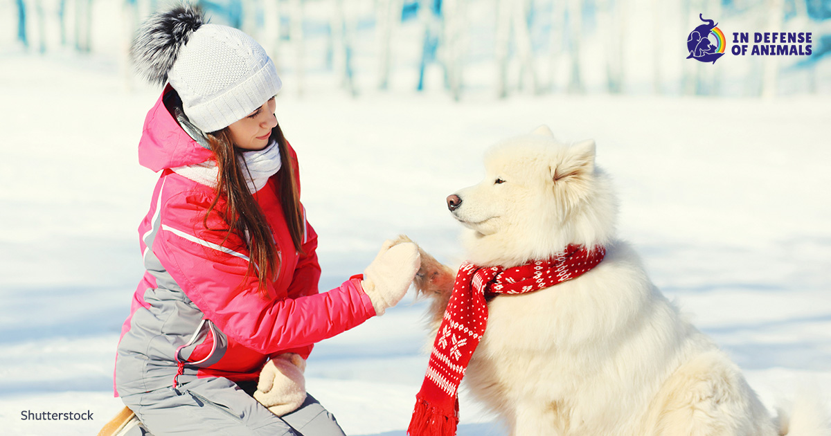 linnfluence's tweet card.  