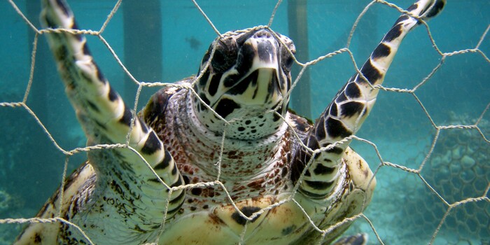 monkey_moo18's tweet card. More than 90% of animals caught in these brutal, indiscriminate nets aren't sharks, and more than 60% die after being caught. (51005 signatures on petition)