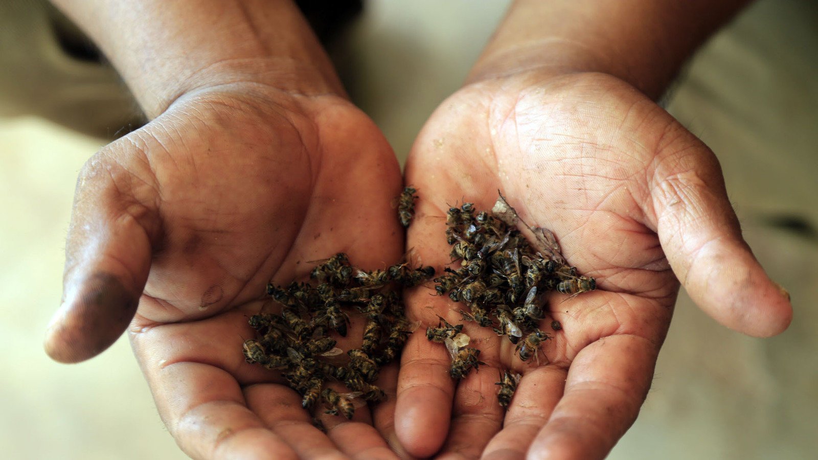 CECSAVENTAS's tweet card. ¡No a permisos de Monsanto para soya transgénica en nuestra comunidad! ¡Ayúdanos!