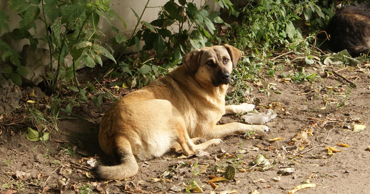 SimoneSimoni11's tweet card. La gente, per favore, uniamoci a sostegno degli animali maltrattati e senza casa! Viamão è una città nella RS che dovrebbero essere chiamati terra di nessuno, perché labbandono è visibile dalle strade