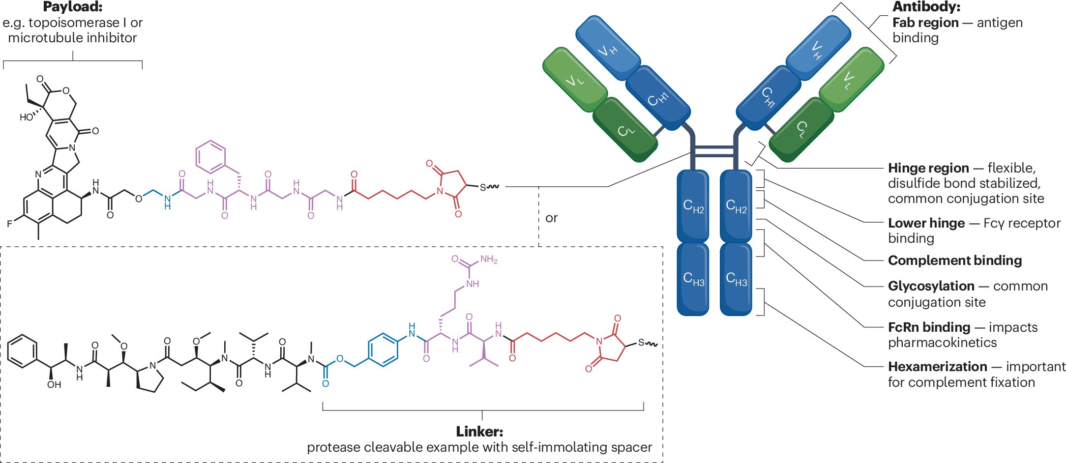 NatureRevCancer's tweet card. Nature Reviews Cancer - Antibody–drug conjugates are rapidly expanding both in the clinical treatment of cancer and in preclinical development. In this Review, Zippelius et al. highlight the...
