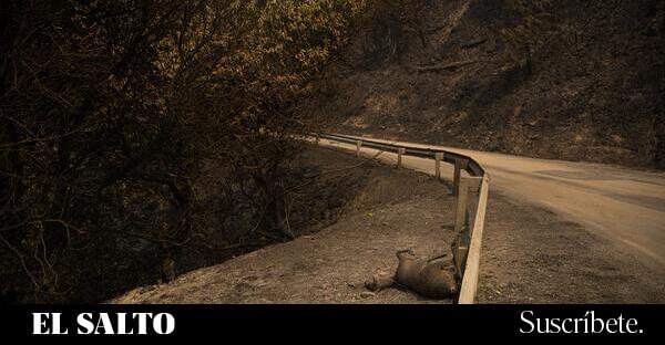 javiermigrod's tweet card. El daño que ha causado la gestión del PP, el crimen cometido, es tan descomunal que escapa de toda condena posible. Un crimen contra sus propios vecinos, contra su futuro y el futuro de sus descend...