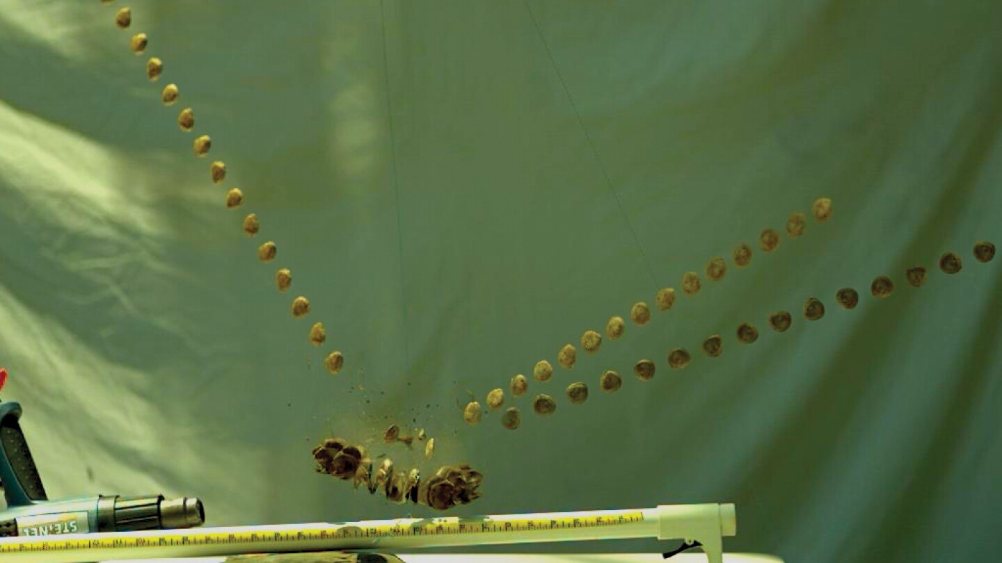 PhysicsToday's tweet card. Although plants often rely on wind and water to carry their seeds and spores, some have evolved extraordinary launch mechanisms to disperse them.