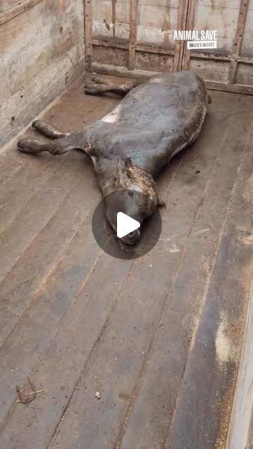 RavenTW's tweet card. Animal Save Movement (@thesavemovement) • Instagram reel