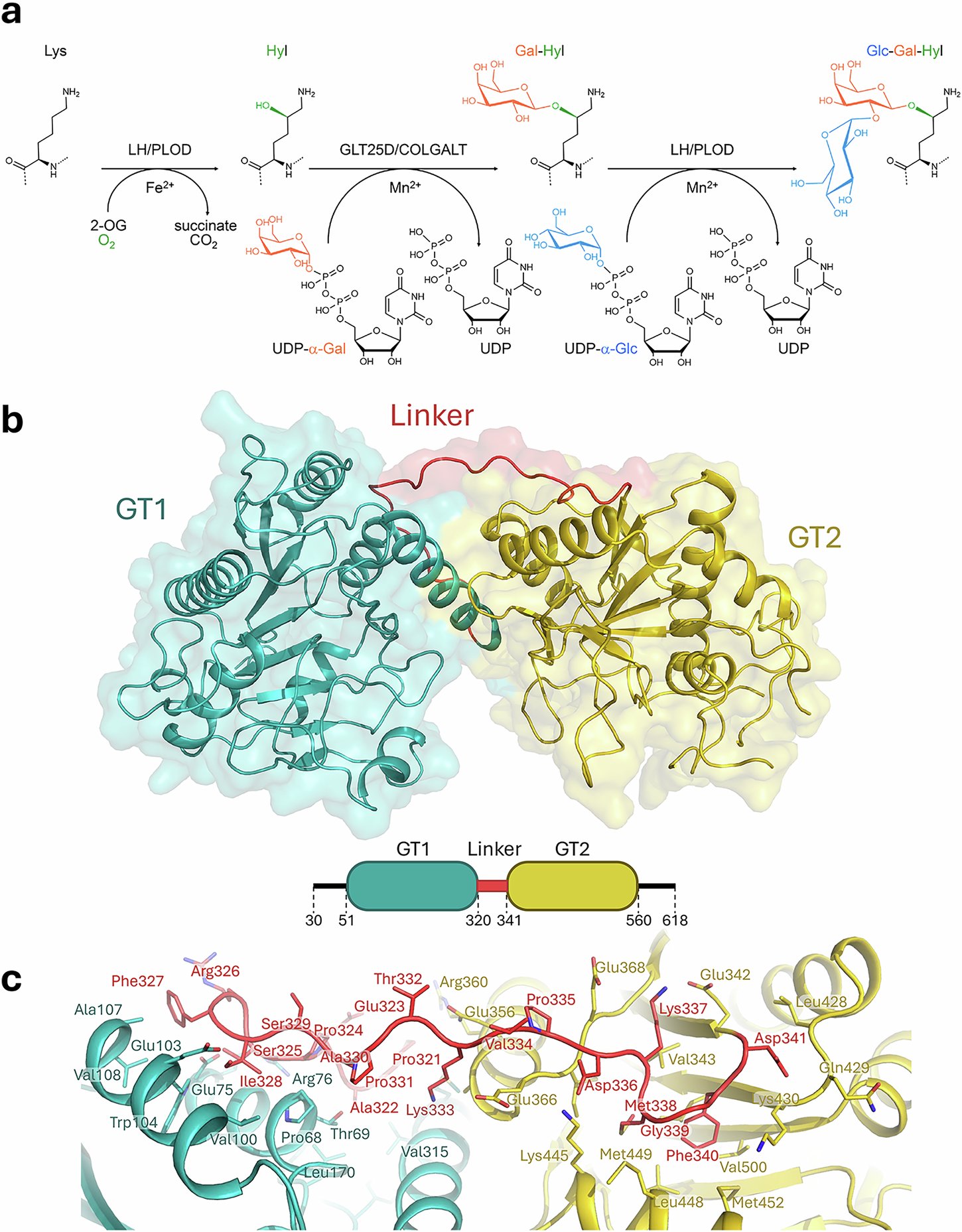 fornerislab's tweet card. Nature Communications - Hydroxylysine galactosylation is essential for collagen maturation. This work reveals the molecular structure of human GLT25D1, its catalytic residues, and a noncatalytic...