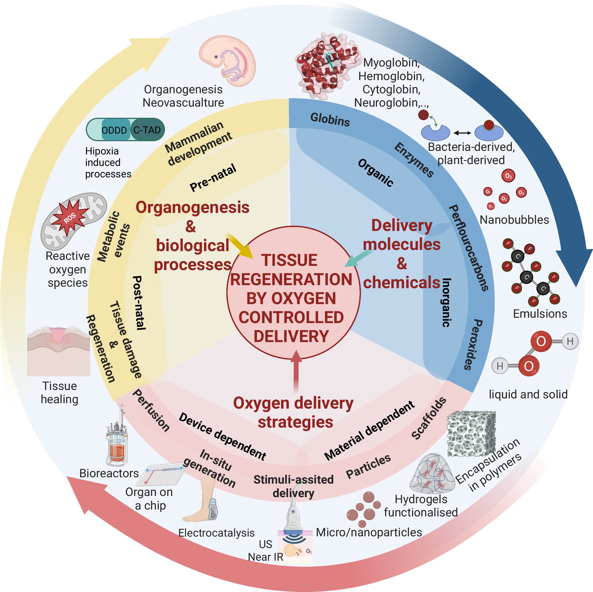 Cellbox_'s tweet card. Nature Communications - This review explores the role of oxygen and its delivery via engineered biomaterials in a plethora of physiological processes. This piece emphasises on the application of...