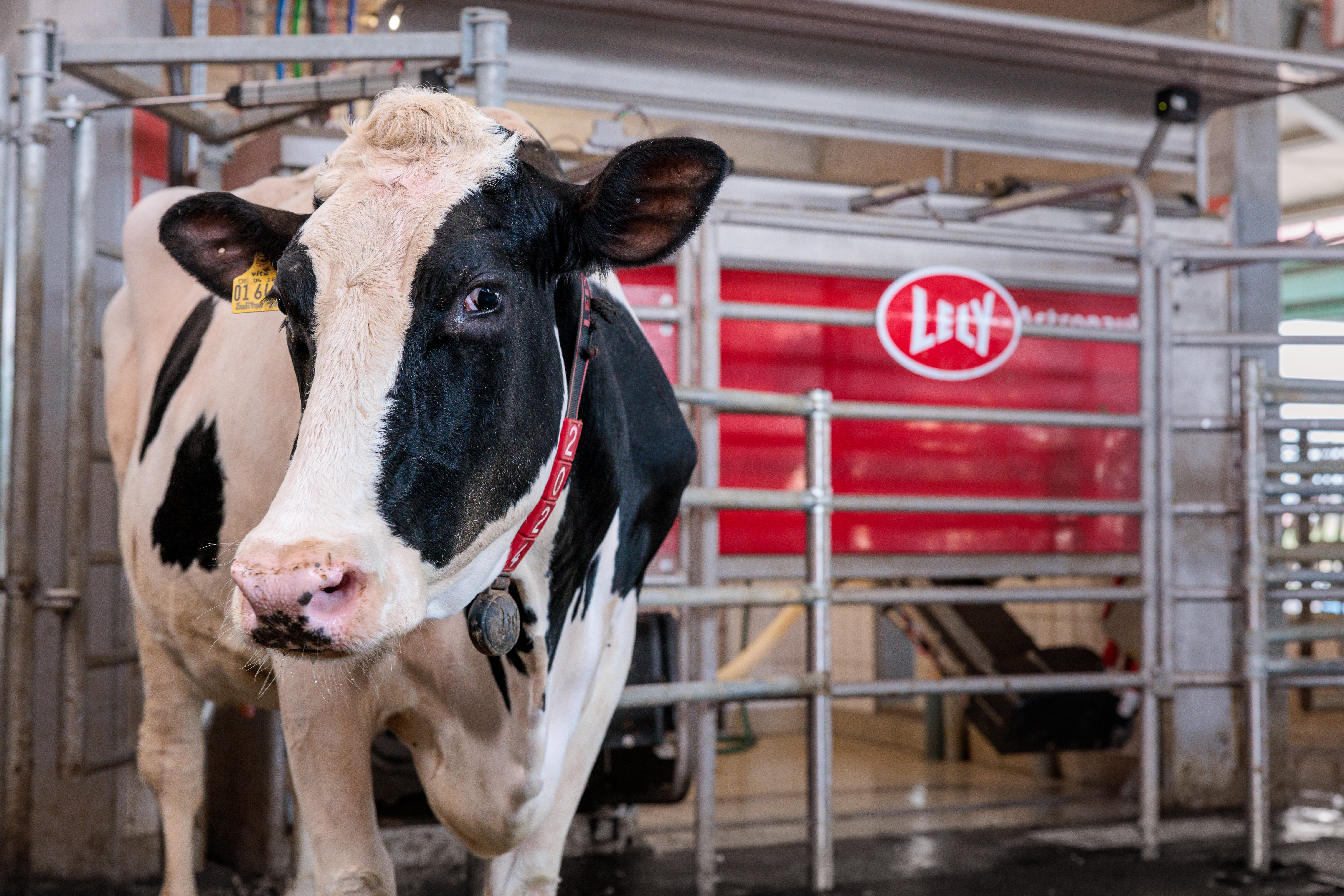 LelyAtlantic's tweet card. Read more about the Lely Astronaut A5 Next milking robot, designed for free cow traffic and optimal efficiency. Enhance milk quality, reduce labor and boost productivity.