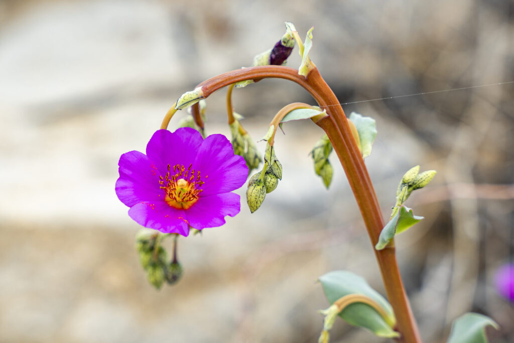 ladera_sur's tweet card. Conoce la pata de guanaco (Cistanthe longiscapa), reina del desierto florido: belleza, resiliencia y adaptaciones únicas que permiten florecer en el árido Atacama.