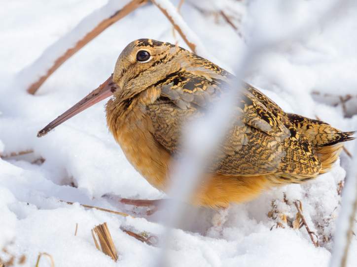 MerriamWebster's tweet card. Dictionary lookups from social media, deep space, and the Vatican