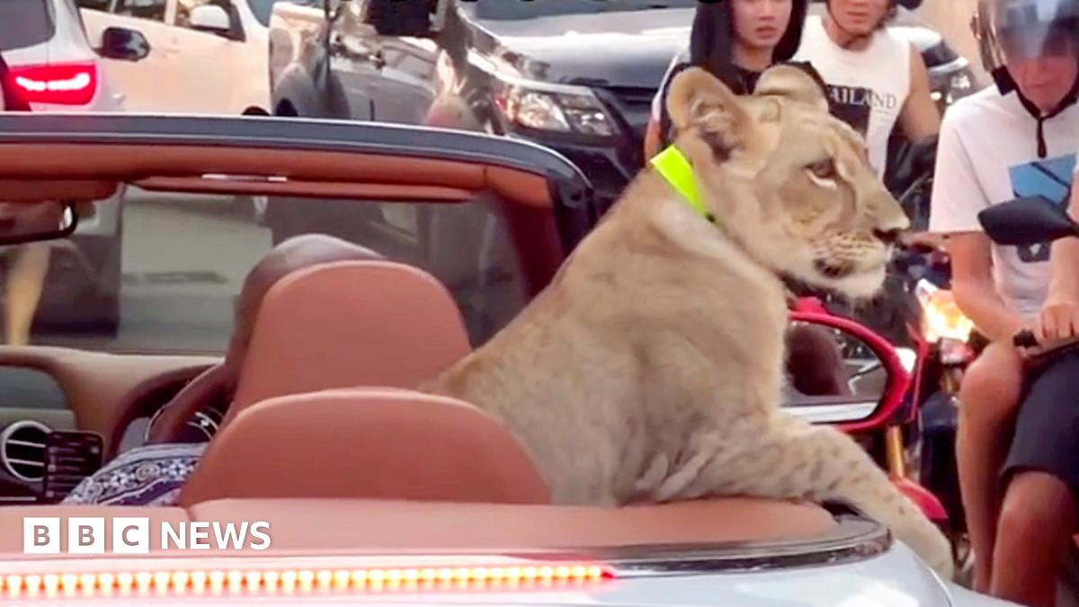 BBCTimFranks's tweet card. A viral video shows the lion cub seated in the back of a white, open-top Bentley in Pattaya, Thailand.