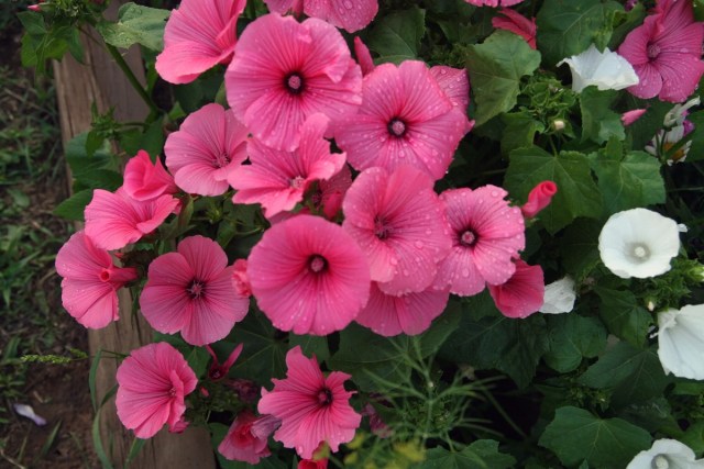 cfleach1's tweet card. Beloved, I beg you as sojourners and pilgrims, abstain from fleshly lusts which war against the soul,  having your conduct honorable among the Gentiles, that when they spea…