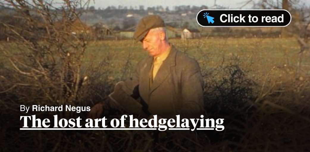 diggerdansmith's tweet card. The lost art of hedgelaying