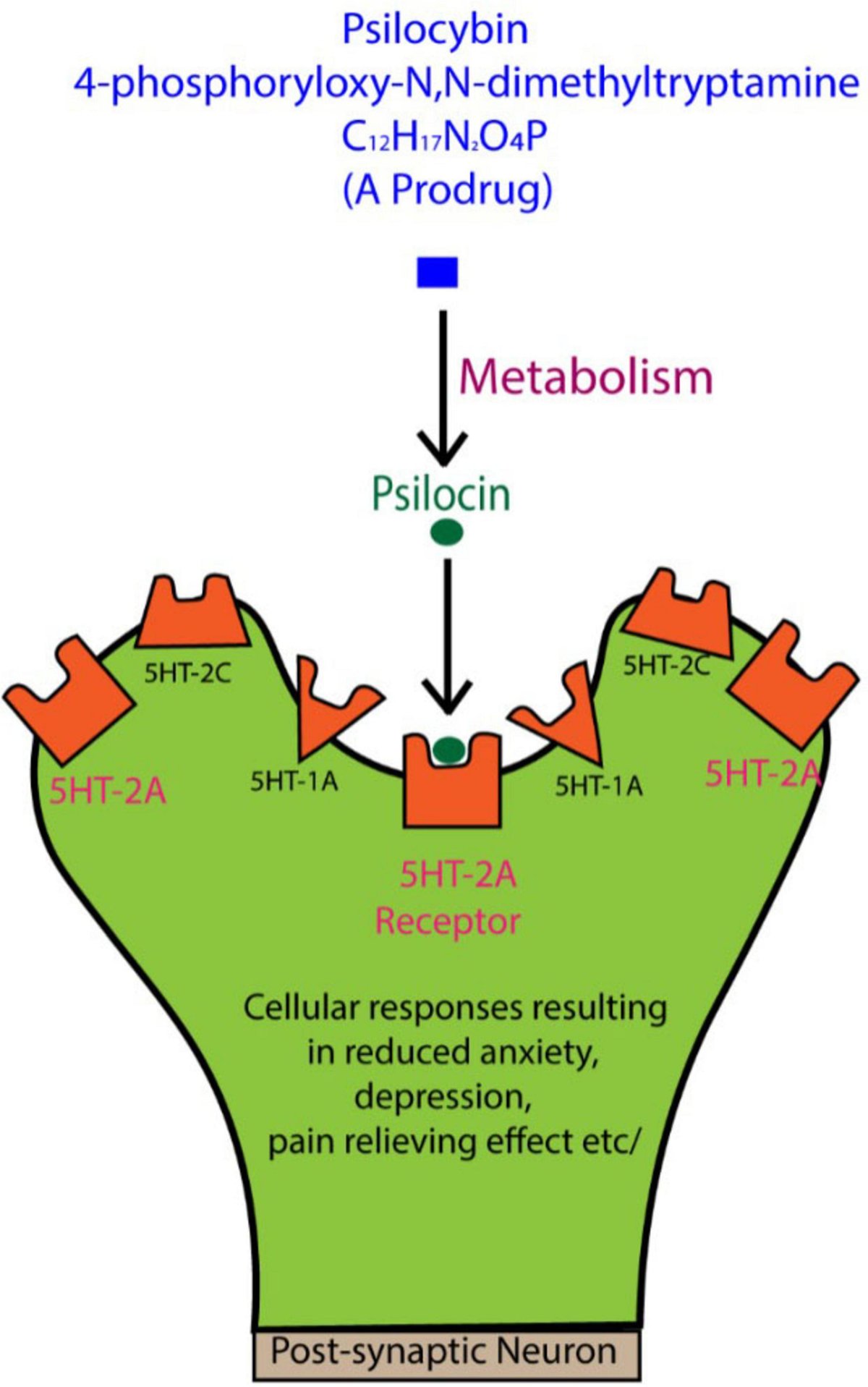 FrontNeurosci's tweet card. Psilocybin, a compound found in Psilocybe mushrooms, is emerging as a promising treatment for neurodegenerative and psychiatric disorders, including major de...