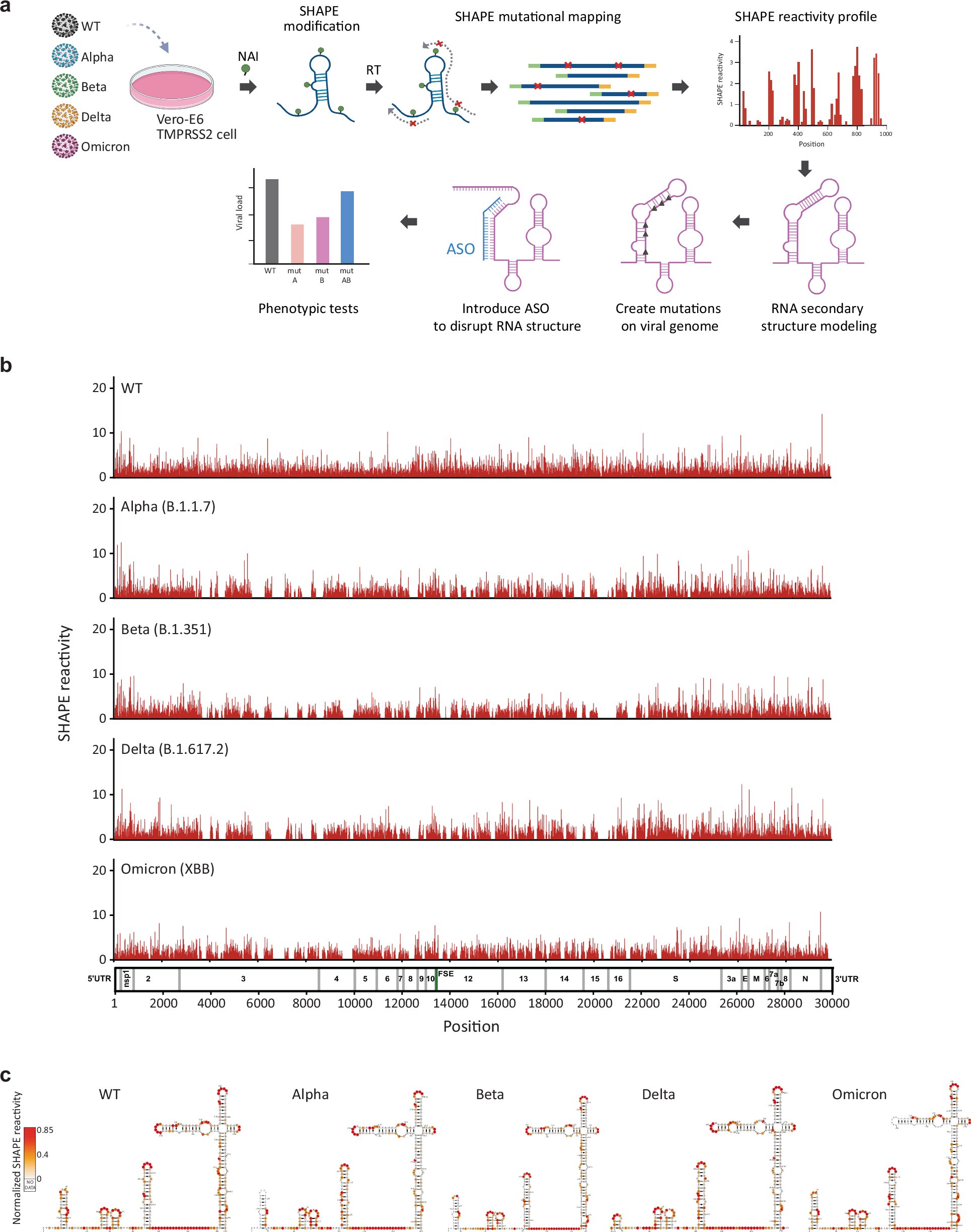 ywan_wan's tweet card. Nature Communications - Yang et al. apply high-throughput structure probing approaches to characterize the secondary structure throughout the SARS-CoV-2 WT and VOC genomes, uncovering an...