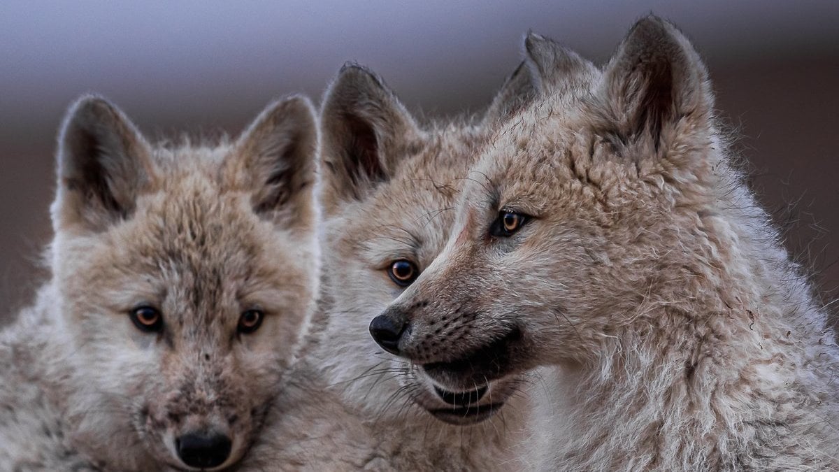 KeriKilgo's tweet card. President Biden: Put Wolves Back on the Endangered Species List