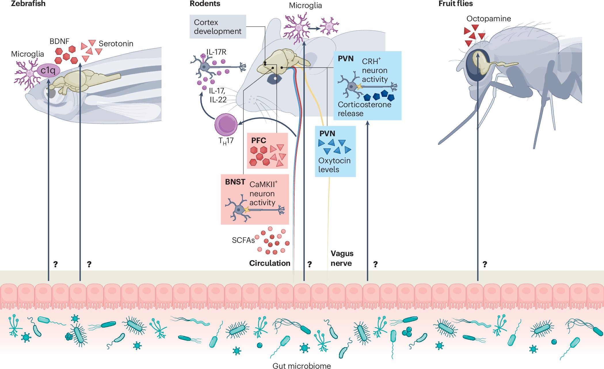 LabTakei's tweet card. Nature Reviews Microbiology - The gut microbiome can influence brain activity and complex behaviours. In this Review, Griffiths et al. discuss microbiome-associated effects on social behaviour in...