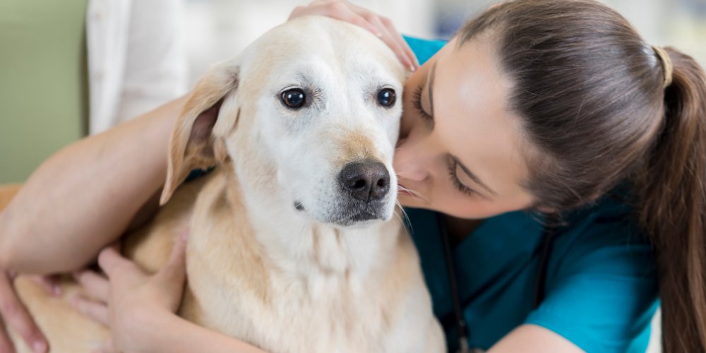 DanielReyes1083's tweet card. Get a valid ESA letter in Albany. Learn 2025 housing rights, state protections, and how to work with licensed providers to avoid scams.