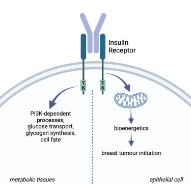 LupoCiyuCy's tweet card. Insulin receptor (INSR) is found in most human breast cancers. Podmore et al. demonstrate that INSR contributes to cancer development in two mouse models representing major human breast cancer types...