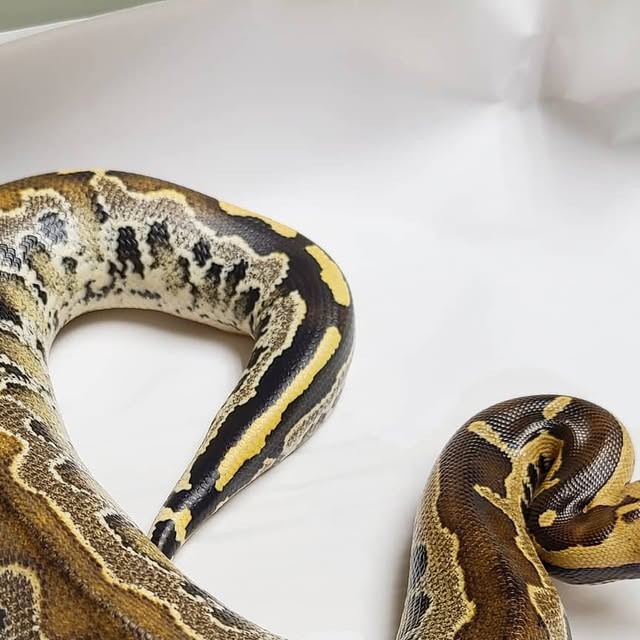 Robiscreeping's tweet card. Rob Is Creeping It Real (@robiscreepingitreal) • Instagram photo