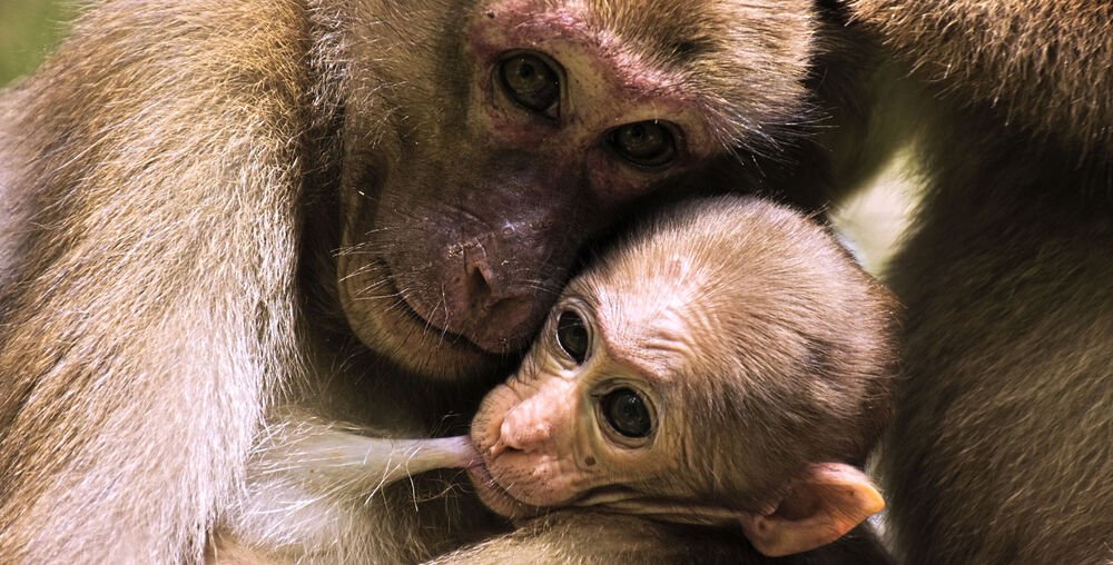 LABORPRAXIS's tweet card. Ist die Mutter während der frühen Schwangerschaft gestresst, kann dies das Stresssystem des Nachwuchses nachhaltig beeinflussen. Und zwar bis in dessen Erwachsenenalter. Die Ergebnisse einer Langze...