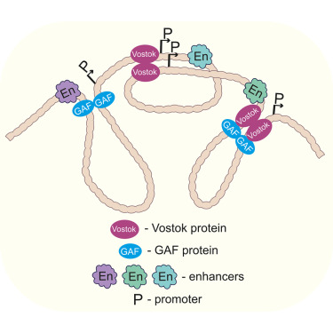 interactivefly's tweet card. In Drosophila, tethering elements are DNA regulatory regions that facilitate long-range interactions between enhancers and promoters as well as between the promoters of distant paralogous genes. Hu...