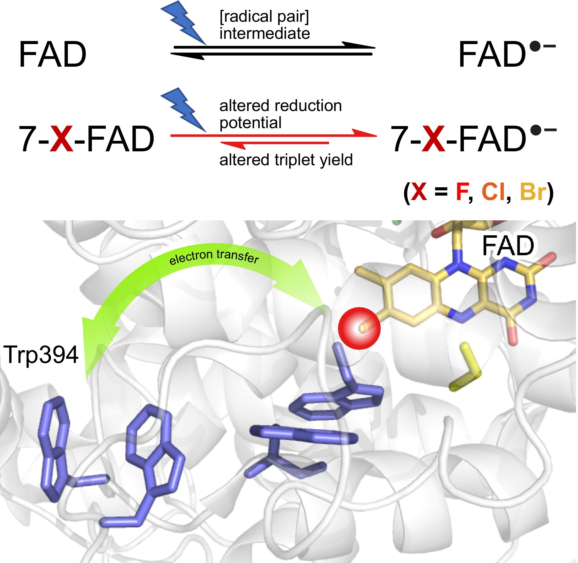 interactivefly's tweet card. A series of modified FAD cofactors have been used to modulate the photochemistry of FAD-containing cryptochrome. When 7-halogenated FADs were used, a significantly faster signaling-state formation...