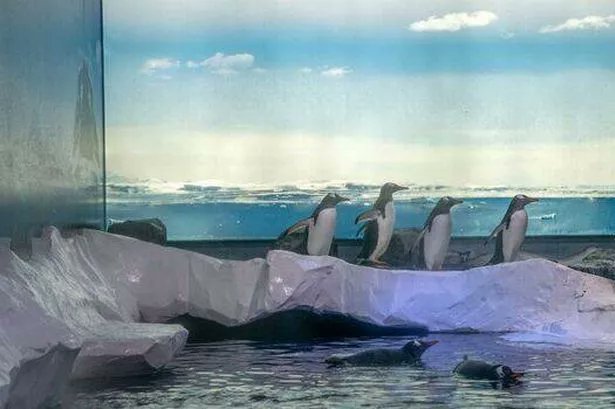 ProtectTheWild_'s tweet card. The top London attraction is under increasing pressure from animal welfare activists to improve conditions for15 gentoo penguins