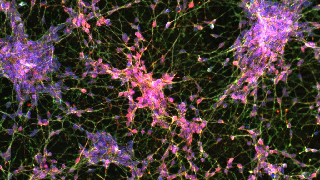 bitbio's tweet card. A stem cell is a miraculous thing. From this one cell type, embryos grow every other, from the muscle cell that will one day flex its bicep, to the neuron that