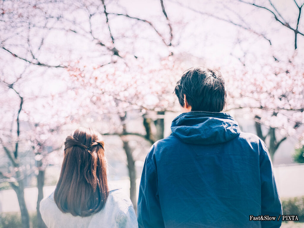umami_bites's tweet card. [pageToc set=h3]There's something undeniably enchanting about sakura cherry blossoms. One moment, th...