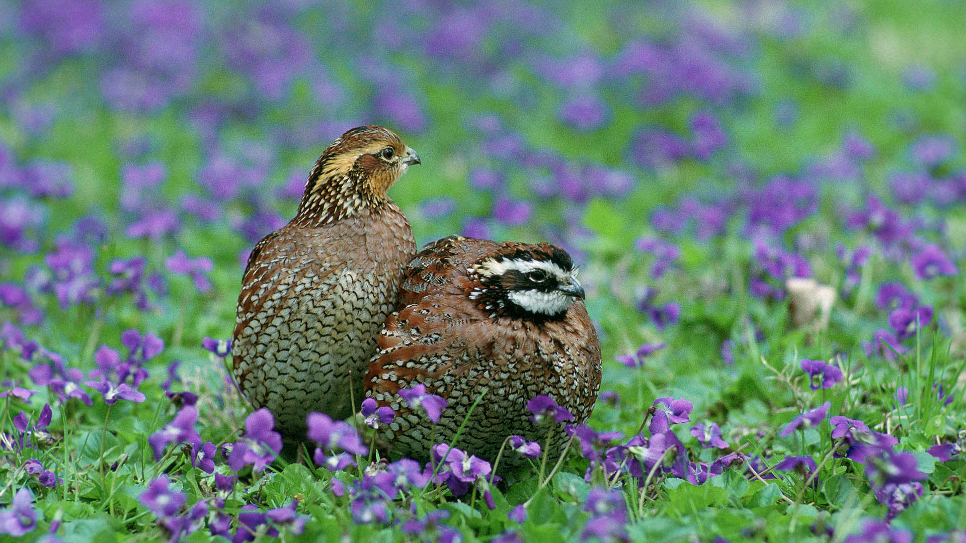 FearAndLoading's tweet card. The Ohio Department of Natural Resources (ODNR) Division of Wildlife has $9 million in funding available for landowners who want to create grassland habitat that can support native wildlife, like...
