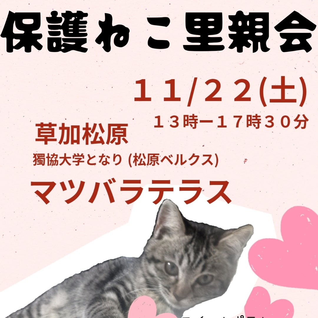 tacapoo211's tweet card. Happiness @ toraten  for all cats本日２２日土曜日埼玉県草加松原獨協大学となりマツバラテラスにて１３時から１７時３０分保護ねこ…