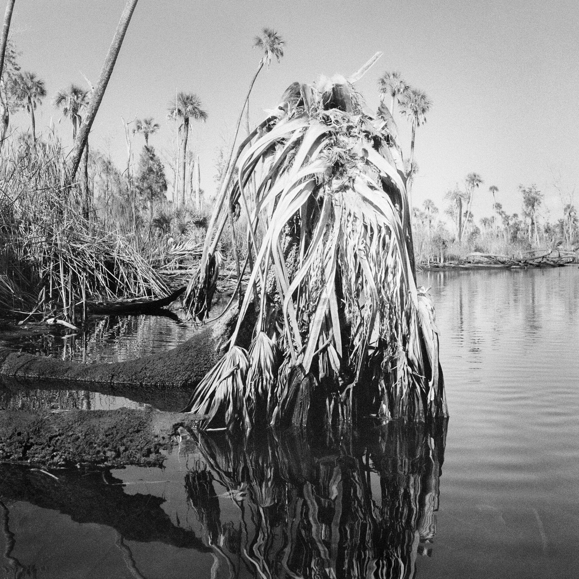 blogdockerfb's tweet card. Benjamin Dimmitt documents the immense ecological changes of Chassahowitzka National Wildlife Refuge, approximately 70 miles north of Tampa.