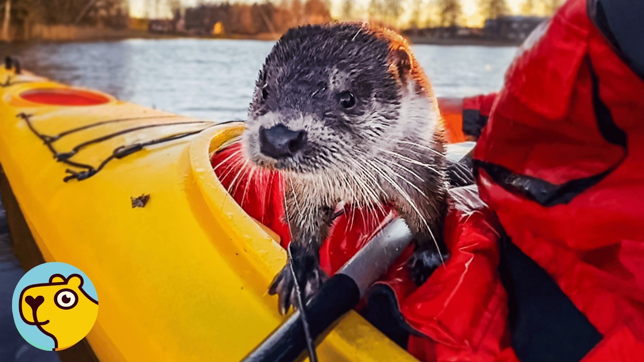 AdventurousAx's tweet card. Wild Otter Jumps Into Man's Boat Every Time She Sees Him