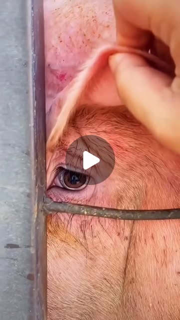 RavenTW's tweet card. Ben N.C. Hoffmeister (@givemeyourvoice) • Instagram reel