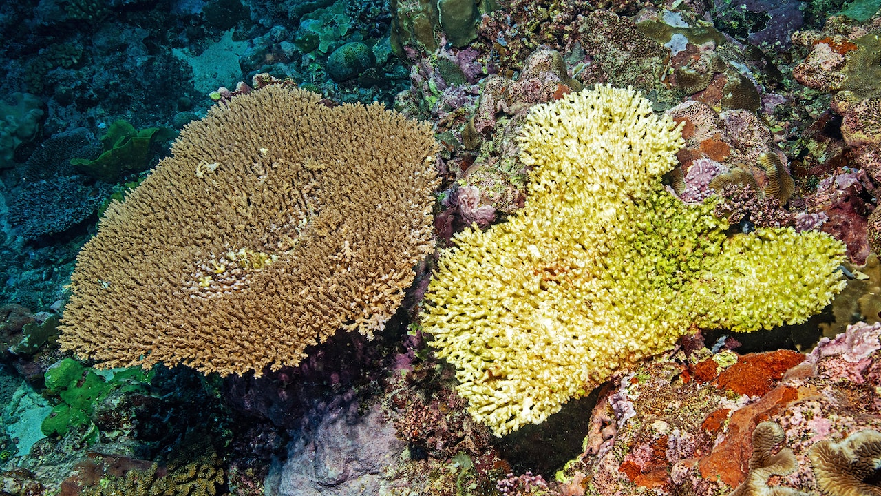skybirdnerd's tweet card. Aufgrund des Klimawandels droht weltweit ein dramatisches Korallensterben. Was ist zu tun, was sind die Ursachen? Nadine Zeller im Science Talk mit dem Biologen Christian Voolstra.