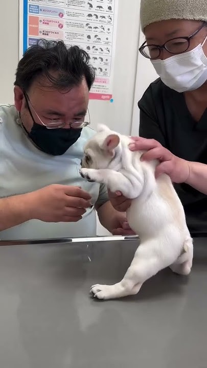 gugigugi's tweet card. 先生が大好きなフレンチブルドッグ　French Bulldog Loves Vet Visit! #フレンチブルドッグ #動物病院...