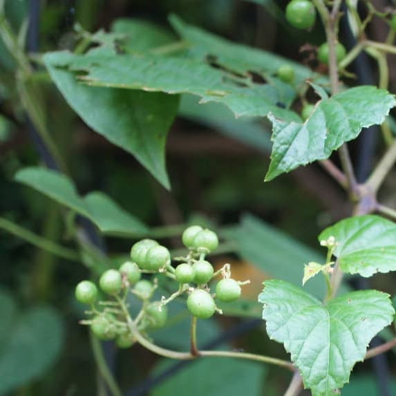 hiyokomama's tweet card. 裏庭 (@hiyoko_hana) • Instagram photos and videos