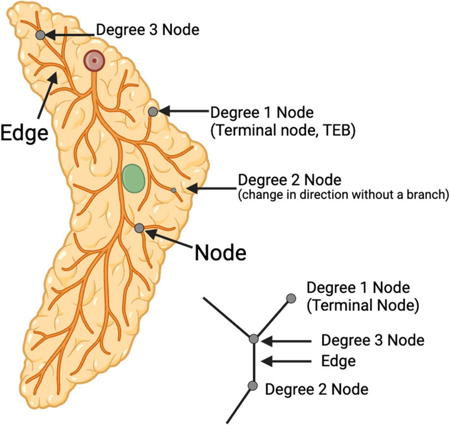 caoresco's tweet card. Journal of Mammary Gland Biology and Neoplasia - The mammary gland is a uniquely dynamic organ with a branching architecture that develops entirely after birth in response to hormonal cues. A...