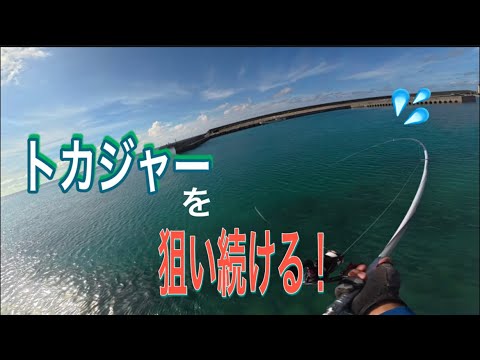 takapipi0818's tweet card. 【沖縄釣り】伊平屋名物座布団トカジャーをひたすら狙い続ける！！