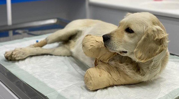 BirGun_Gazetesi's tweet card. Pamuk'un tavuklara zarar verdiği gerekçesiyle tüfekle vurulduğu ve ardından kopmak üzere olan bacaklarının sahibinin komşusu tarafından 'tedavi etmek' amacıyla kesildiği öğrenildi.