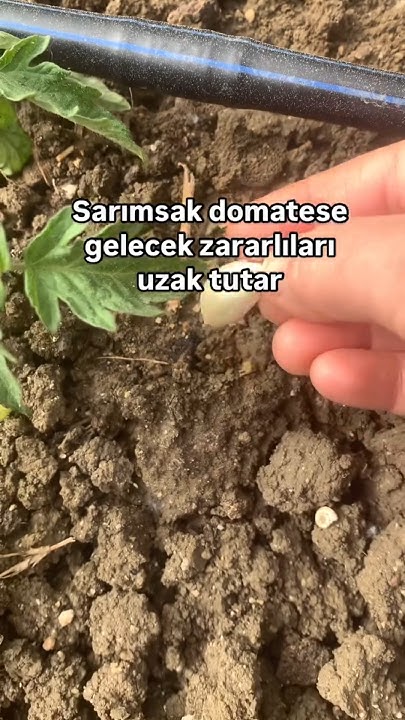 EsrefKaptanoglu's tweet card. Domatesin yanına sarımsak dikin 🧄#sarımsak #domates #böcekler...