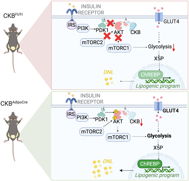 CellReports's tweet card. The prevalence of obesity has led to significant interest in identifying the molecular mediators of adipose tissue expansion. In a recent issue of Cell Reports, Renzi and colleagues reveal a new...