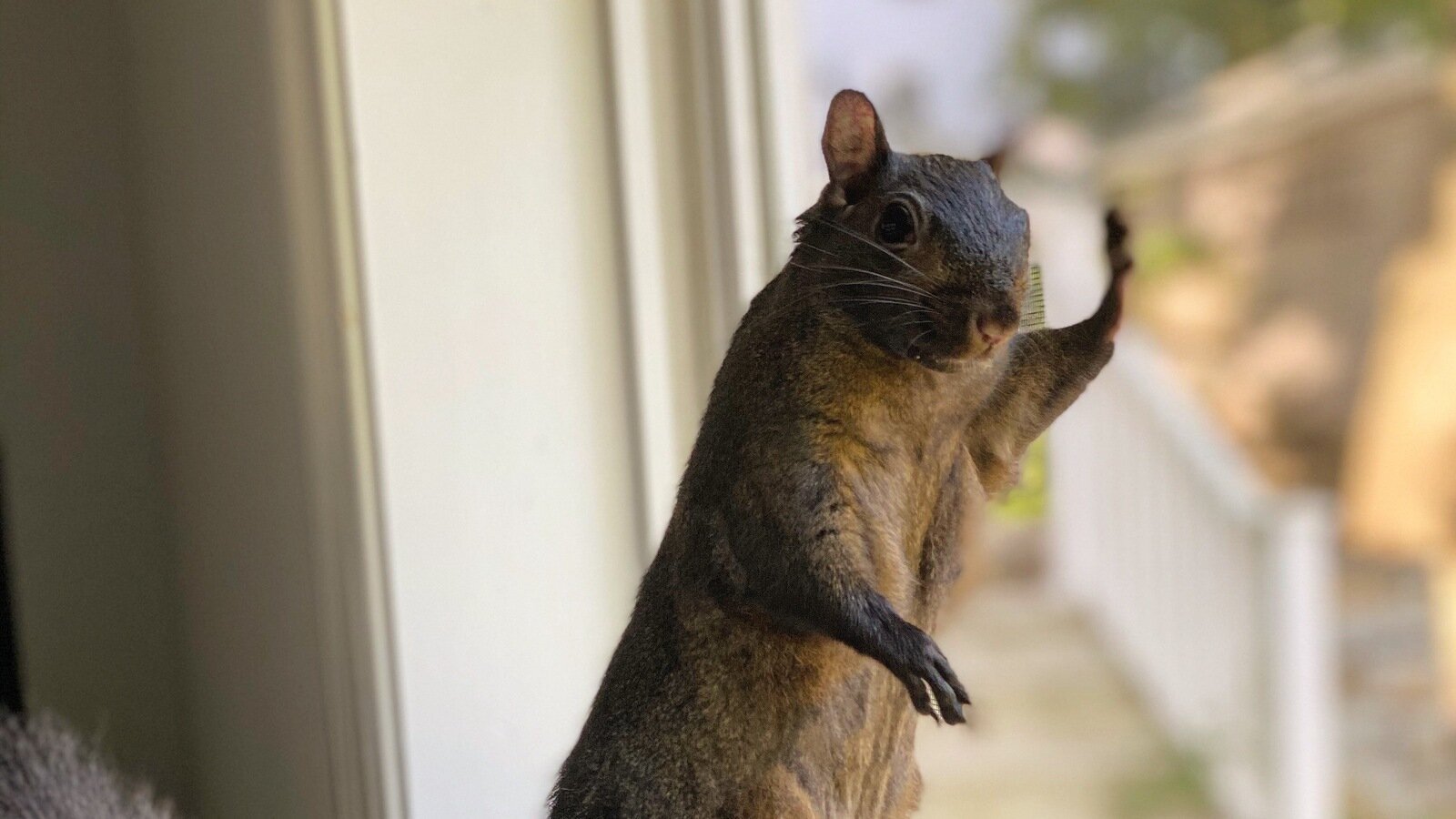 Nietzschescode's tweet card. Support the NY Peanut's Law: Protect Our Animals and Our Freedom