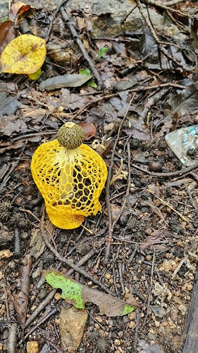 lkjhljs's tweet card. 자전거탄풍경 #자전거 #청담대교 #자탄풍 #코스모스