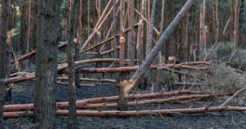 Tweet card summary image